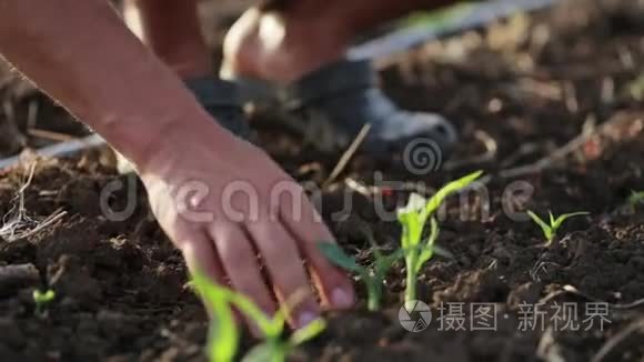 有机生态场玉米幼长锄草田农户视频