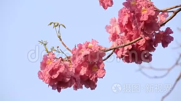 粉红色的花塔布亚玫瑰花