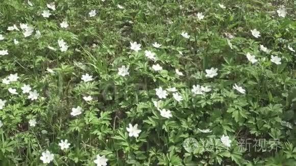 初春的森林里有白色的雪花视频