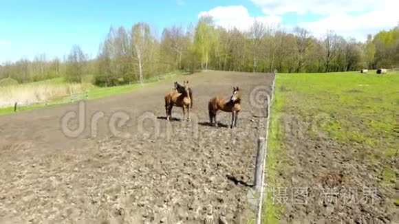 春天草地上的马群视频