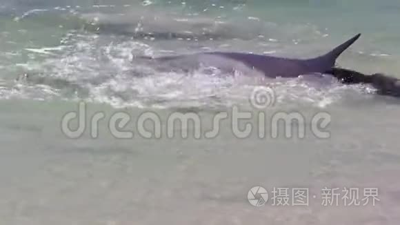 海洋和海底的海豚在缓慢运动