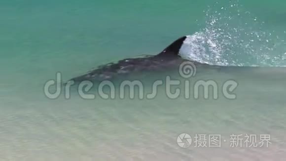 海洋和海底的海豚在缓慢运动视频