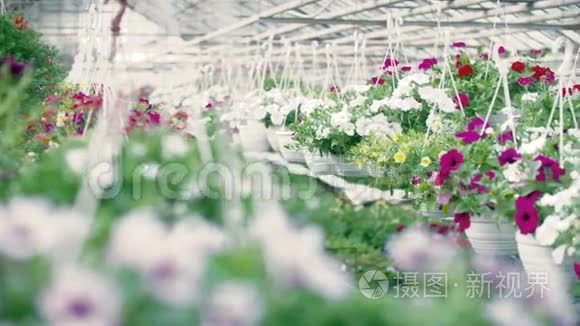 跟踪拍摄花卉植物视频