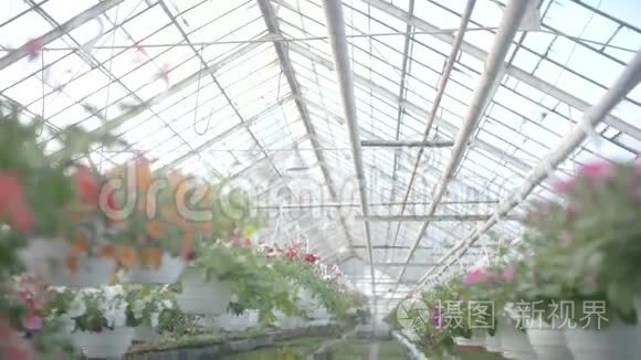 跟踪拍摄花卉植物视频