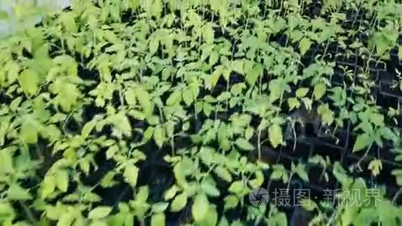 番茄幼苗生长在温室里视频