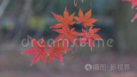秋天的树木和树叶视频