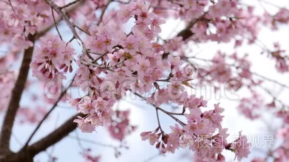 春日樱花树视频