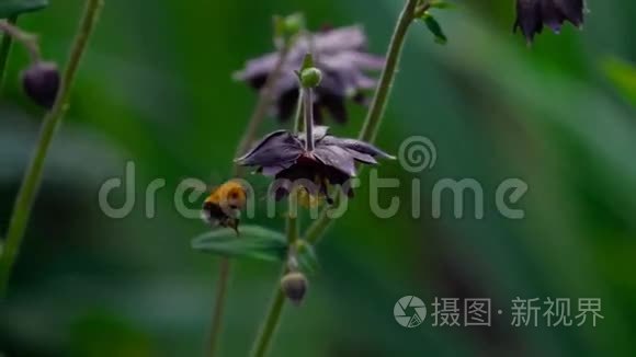 大黄蜂在水花上视频