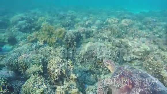 热带海洋中的海龟视频