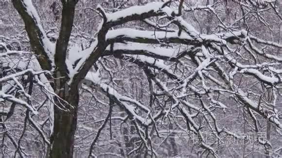 带雪树的冬季森林