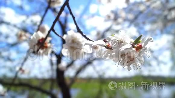 花开夏春日.