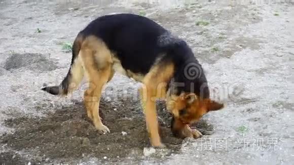 漂亮的德国牧羊犬在院子里