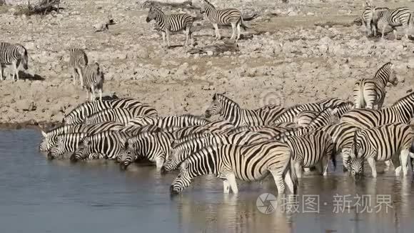 平原斑马饮水