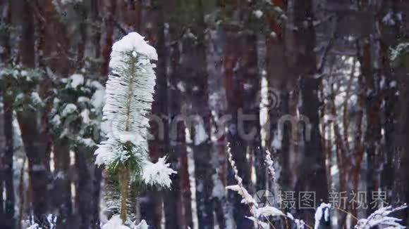 冬季森林背景