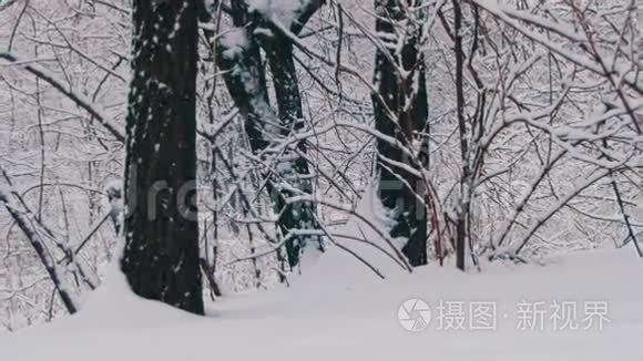 带雪树的冬季森林