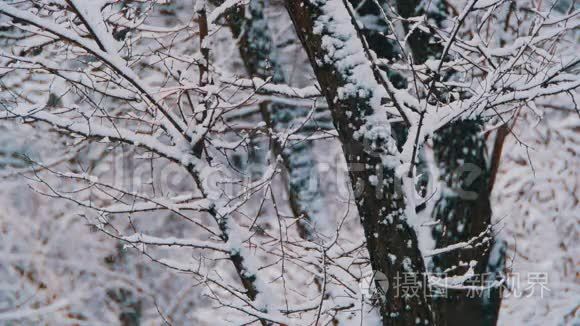 带雪树的冬季森林