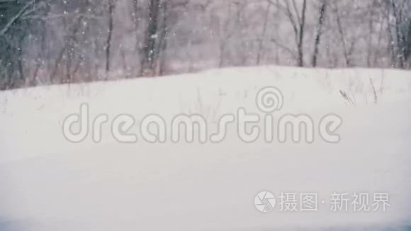 带雪树的冬季森林