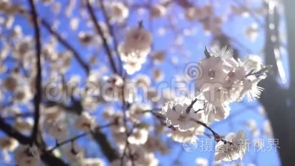 花开夏春日.