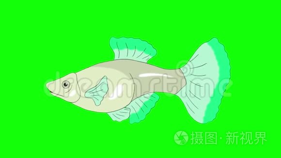 大绿瓜皮水族馆鱼色键环视频