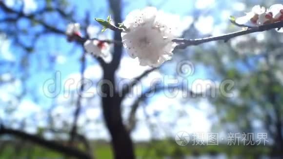 花开夏春日.