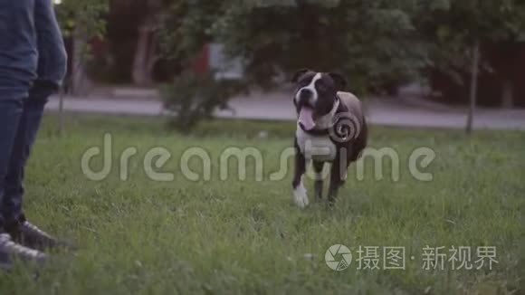 英国斯塔福德郡牛犬奔跑跳跃