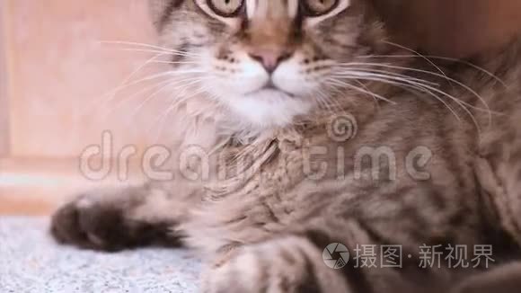 缅因州的猫在看