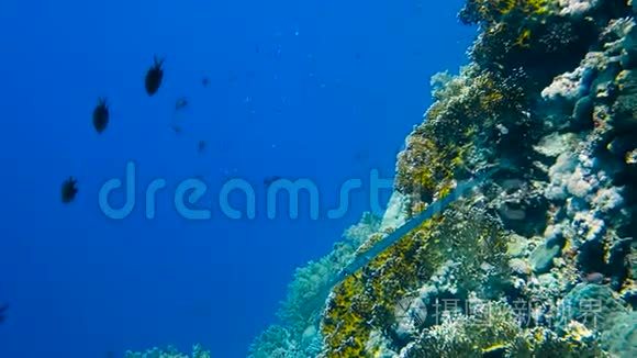 色彩斑斓的珊瑚礁中的热带鱼群视频