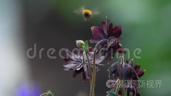 大黄蜂在水花上视频
