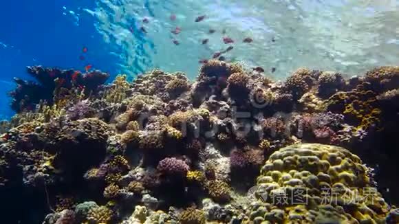 色彩斑斓的珊瑚礁中的热带鱼群视频