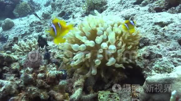 珊瑚礁上的小丑鱼视频