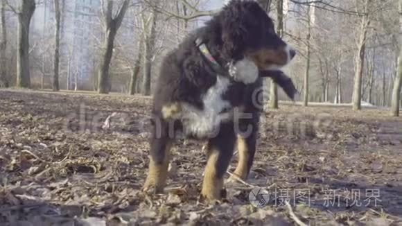 伯尼斯牧羊犬小狗在公园里散步视频