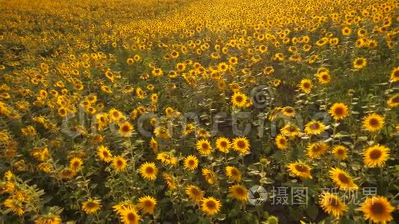 太阳落山在向日葵的田野上，对着多云的天空。 美丽夏日生活方式景观农业.. 慢动作