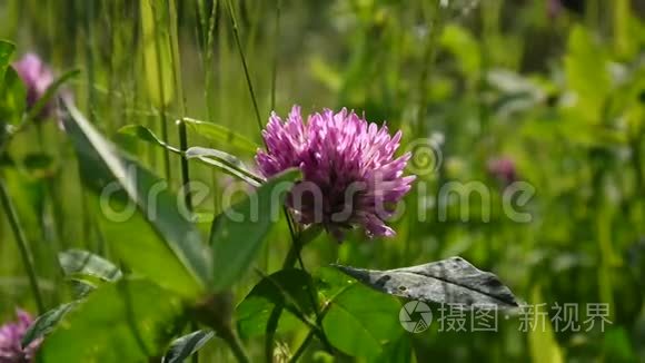 三叶草在夏天的田野里开花。 三叶草培养基。