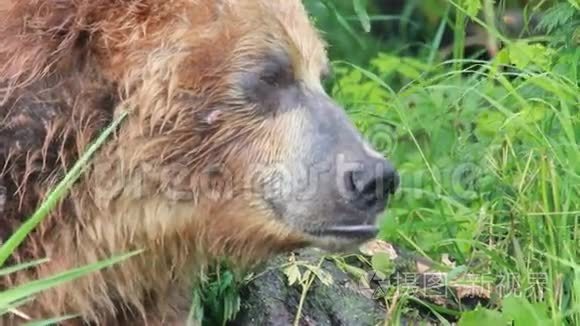 野生棕熊视频