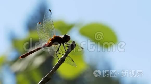 绿色植物背景下红色蜻蜓分支视频