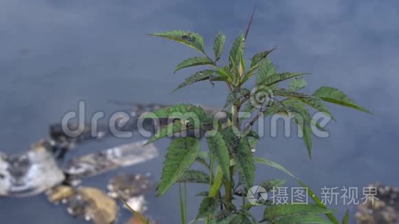 大量垃圾污染我们的水域视频