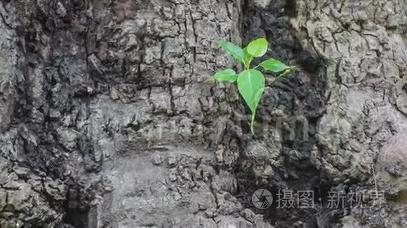 老树上的新植物生长视频