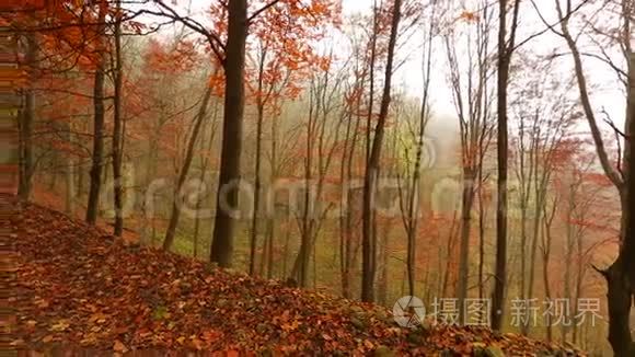 秋天的森林小径