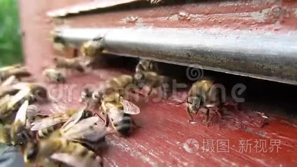 蜜蜂在蜂巢入口附近的活跃运动。