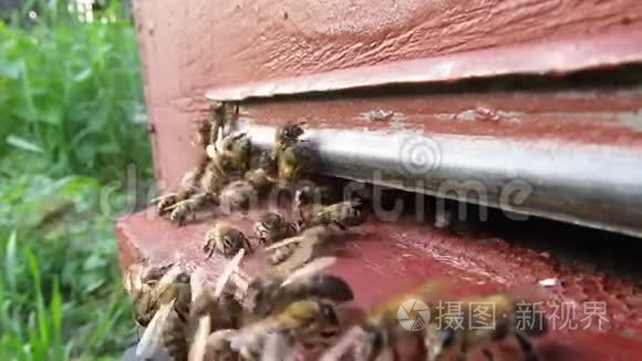 蜜蜂在蜂巢入口附近的活跃运动。