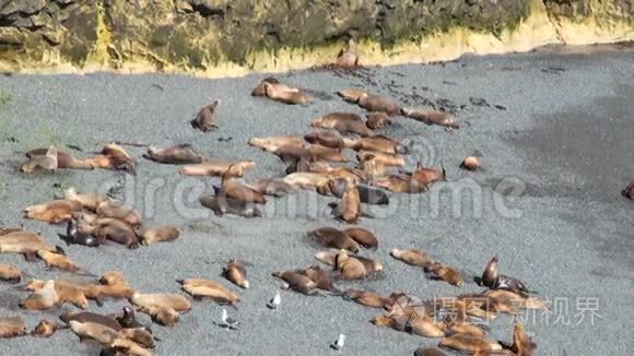 南美海狮视频