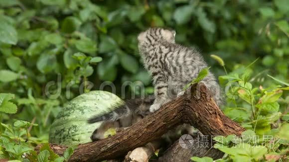 苏格兰折叠小猫座椅视频