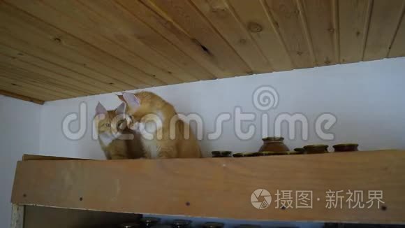 缅因州浣熊猫巨人缅因州浣熊猫。 家养纯种猫