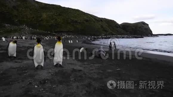 南乔治亚的企鹅国王视频