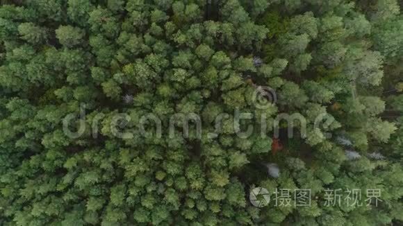 绿色野生森林的空中自然景观