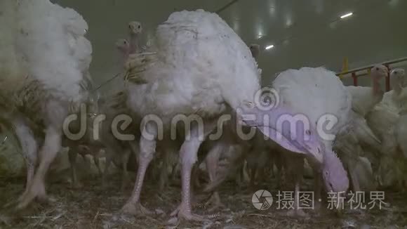 饲养肉鸡火鸡的家禽养殖场视频