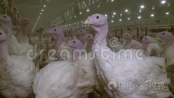 饲养肉鸡火鸡的家禽养殖场视频