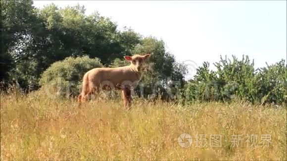 草地上的棕色小羊羔视频