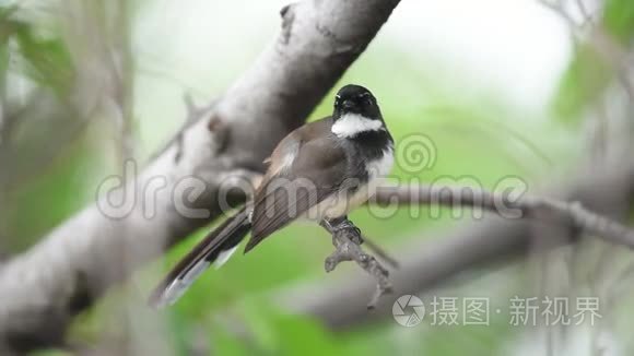 野生马来西亚斑尾鸟视频