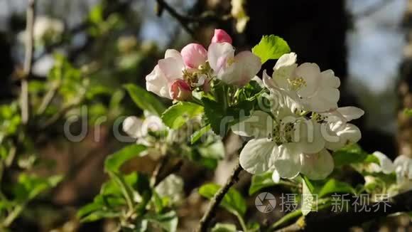 苹果开花视频